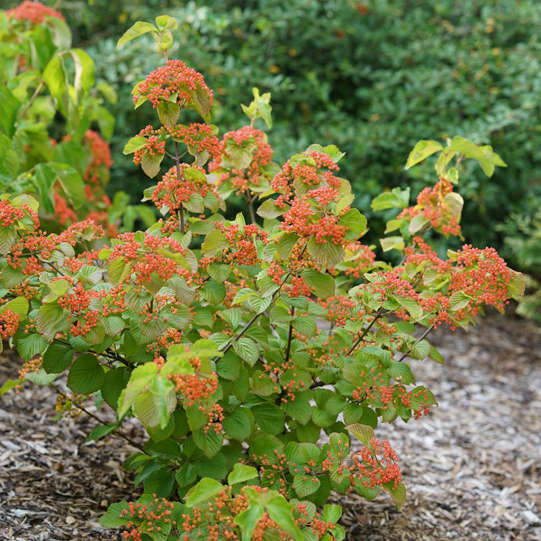 A young specimen of Tandoori Orange viburnum showing its large handsome foliage and heavy crop of orange fruit